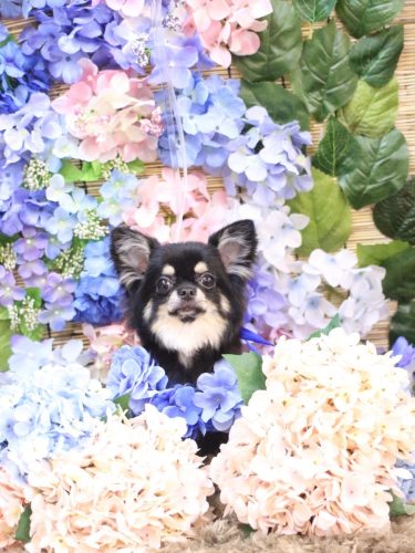 20250614るんちゃん